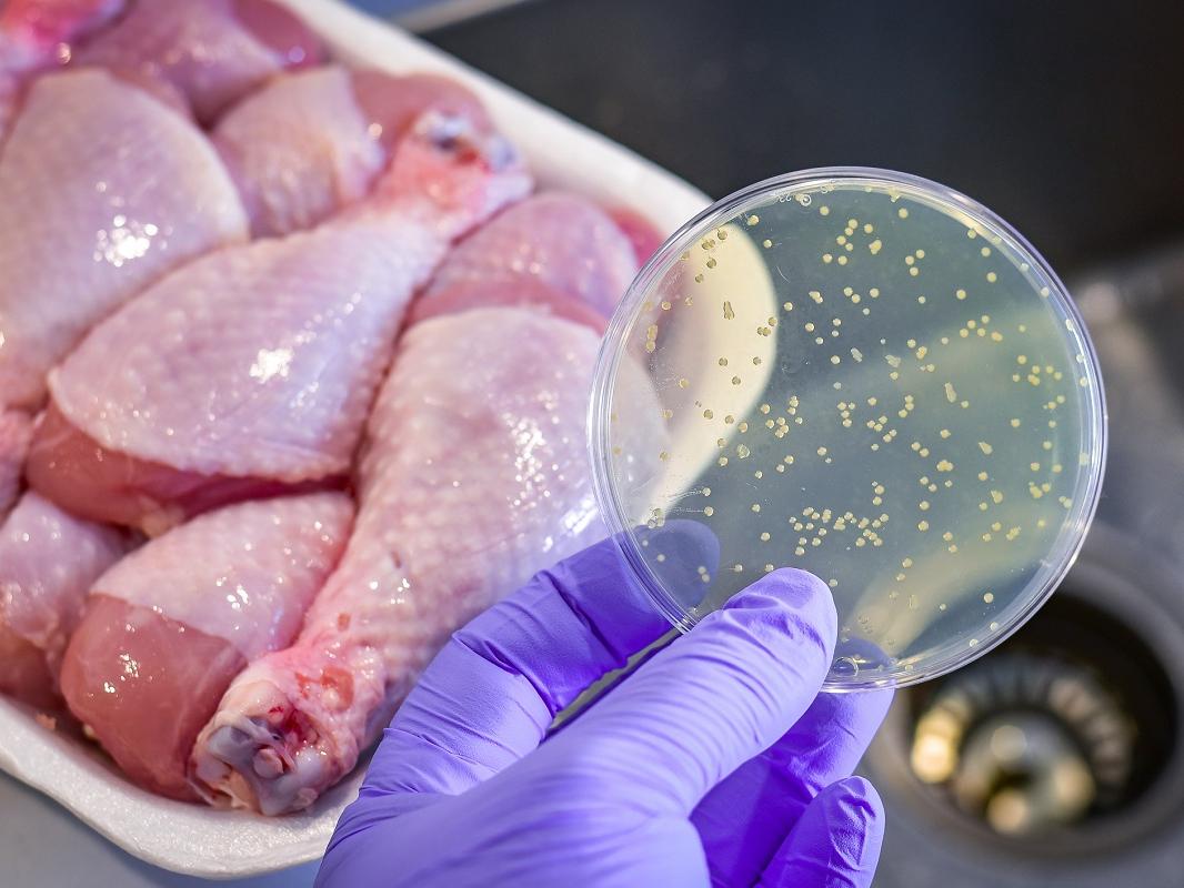Bacterial culture plate with chicken meat at the background.