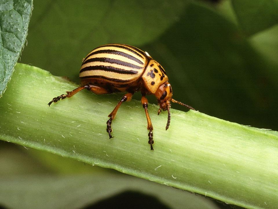 pretty bug