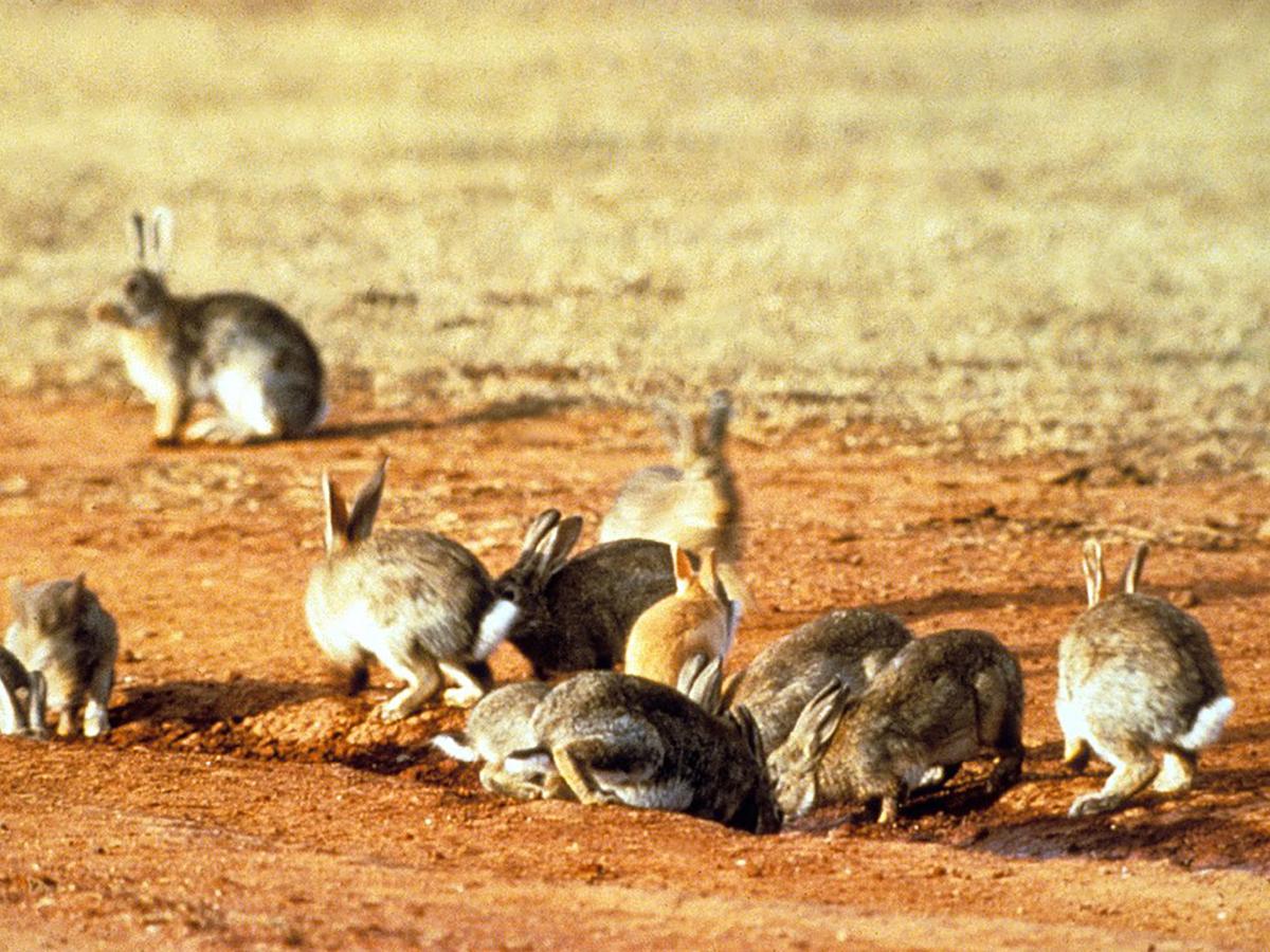 How Have Rabbits Evolved Over Time? 