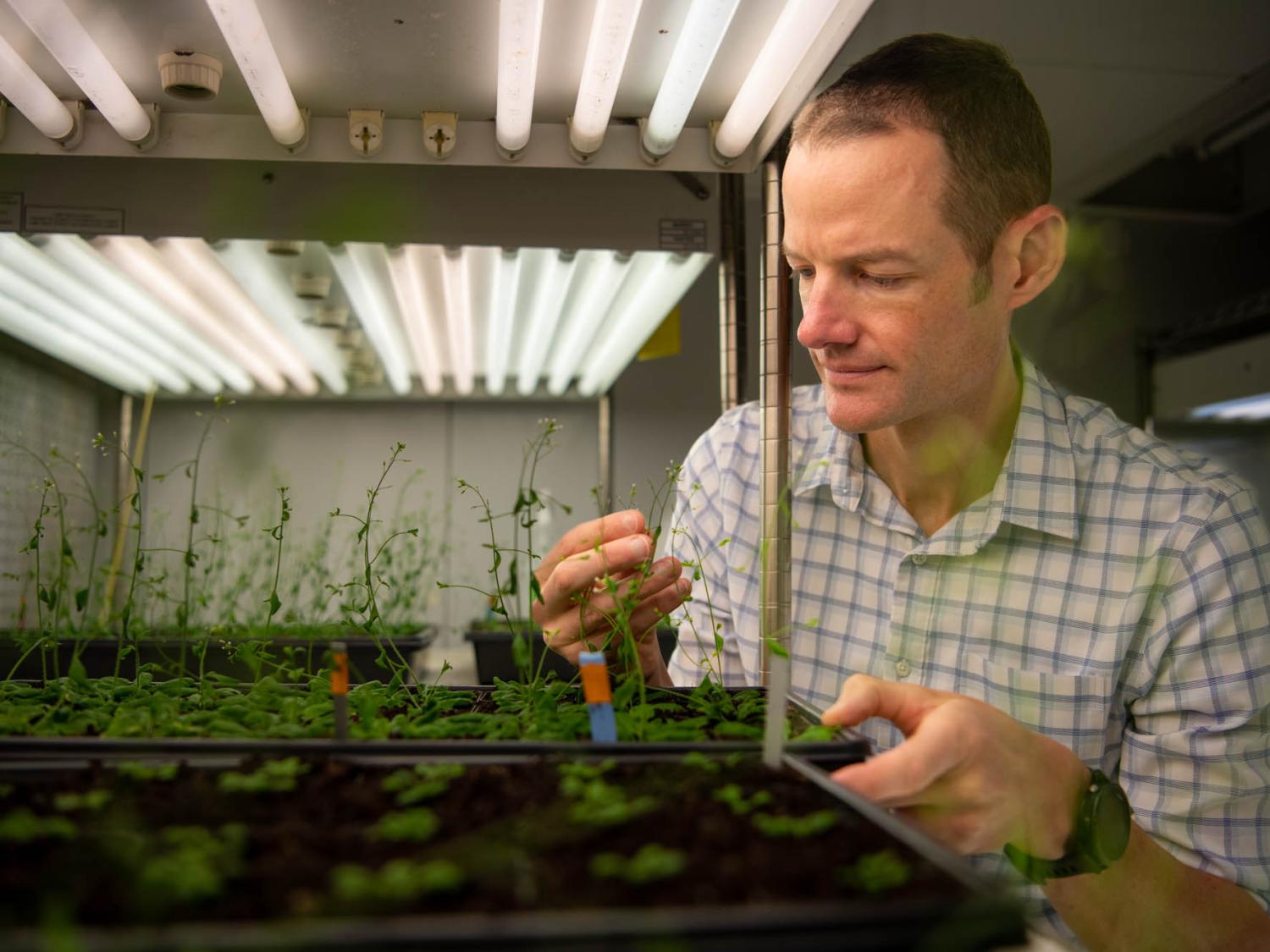 Penn State plant biologist Charlie Anderson examines plants in his laboratory.