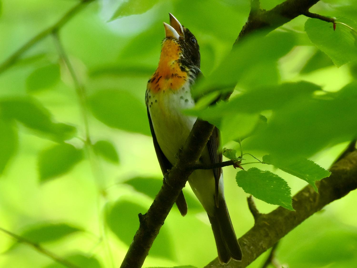 A singing bird perched on branch
