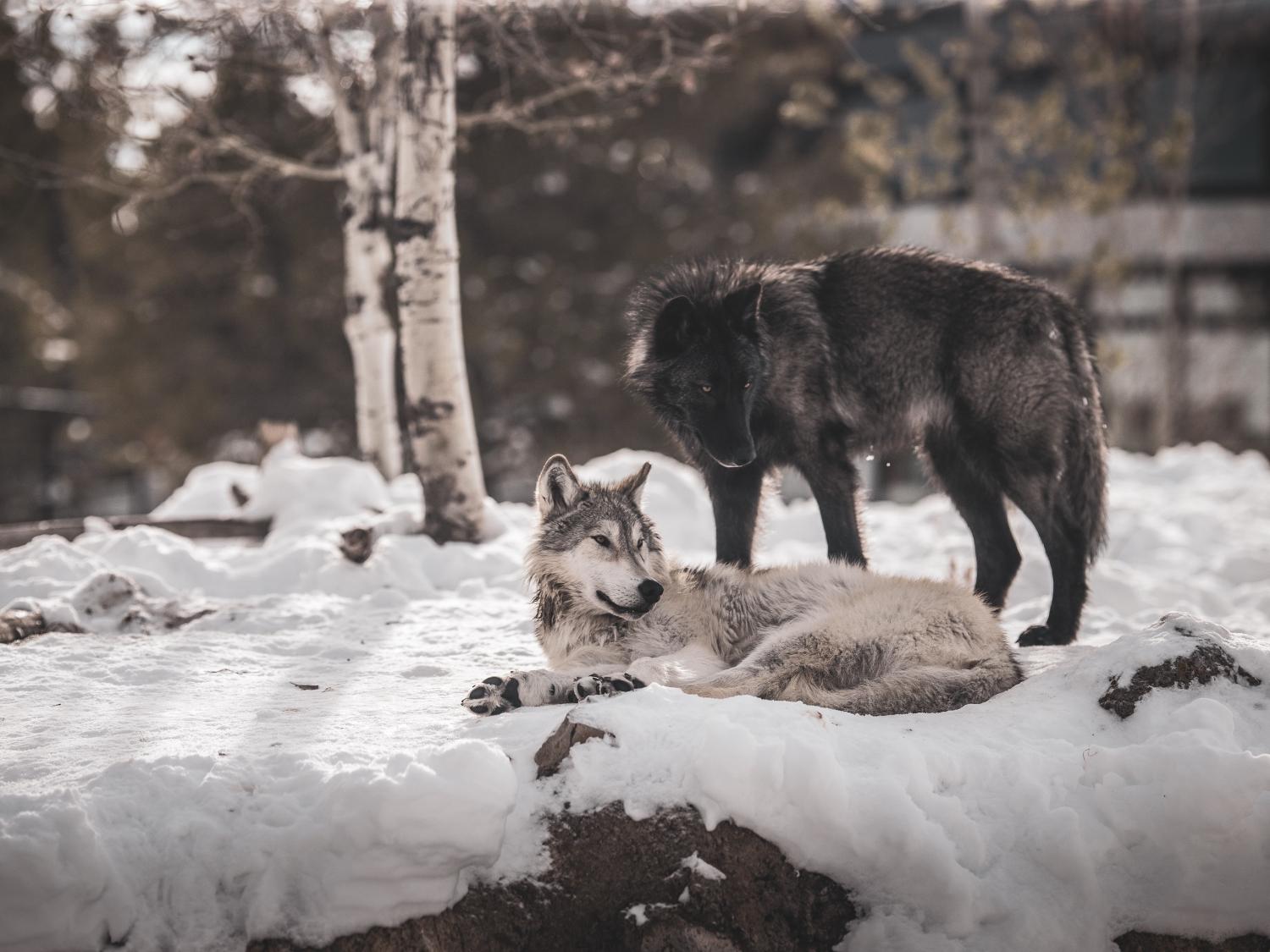 Gray and black wolves in snow