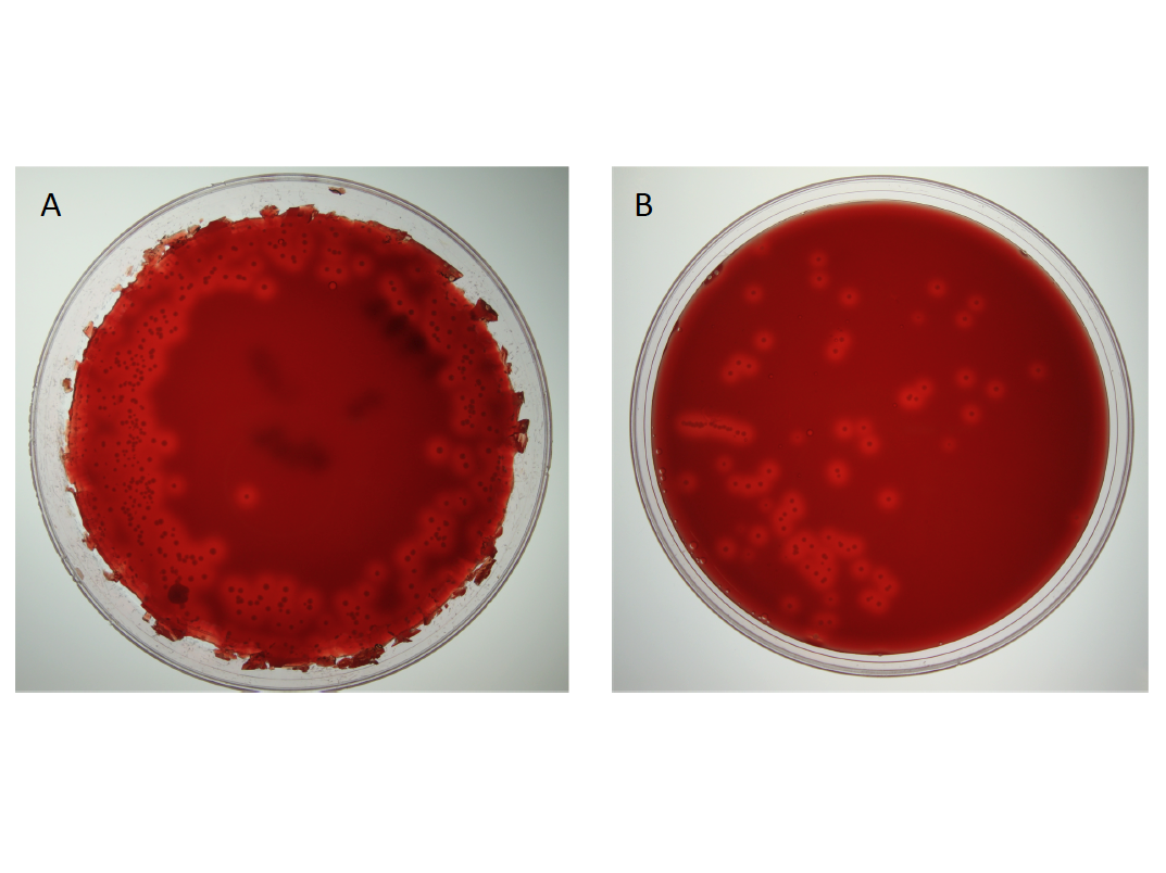Two round petri dishes containing red samples