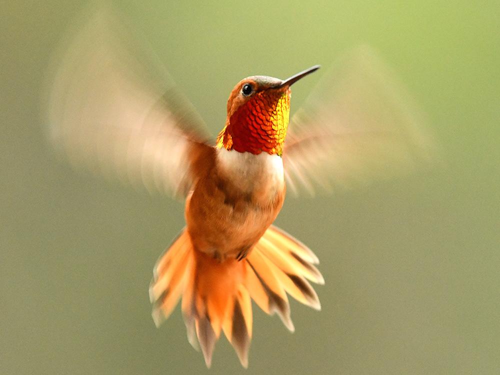 A hummingbird that is primarily orange, red, and yellow rapidly moves its wings.