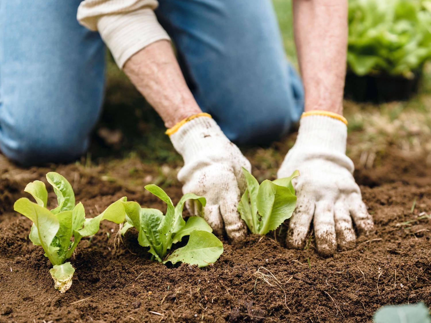 Leaf lettuce planting