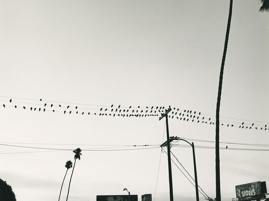 Black and White photo of birds on power lines