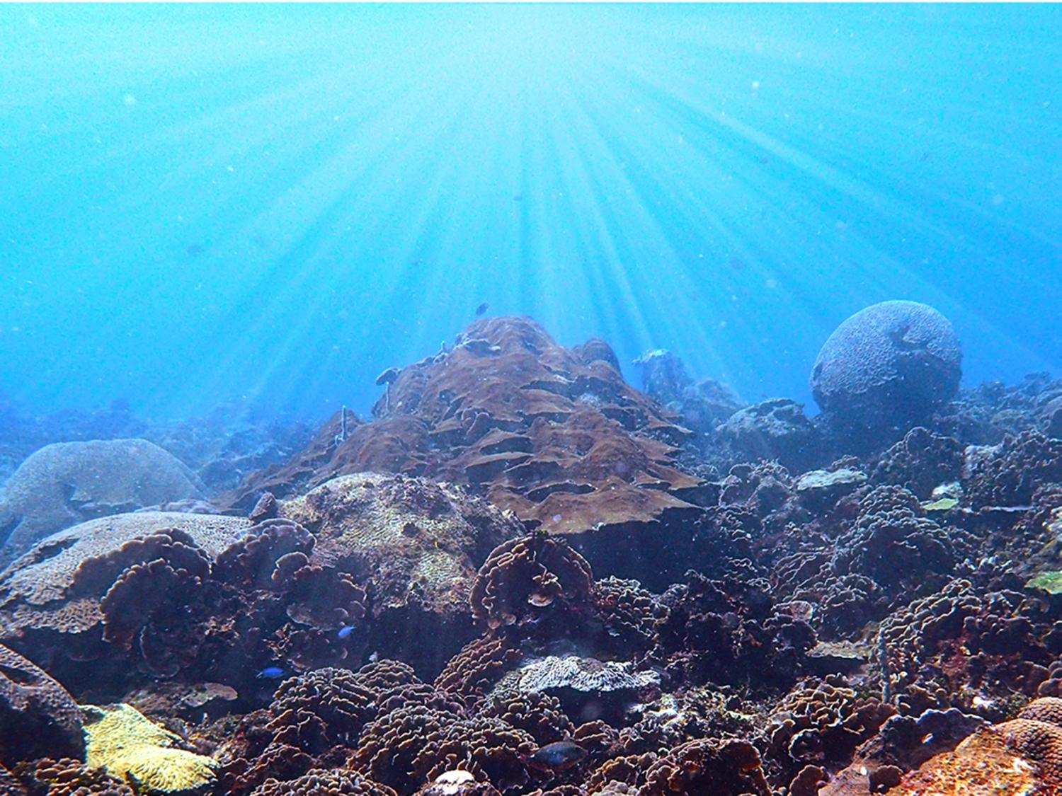 An underwater image of coral with sunlight filtering down