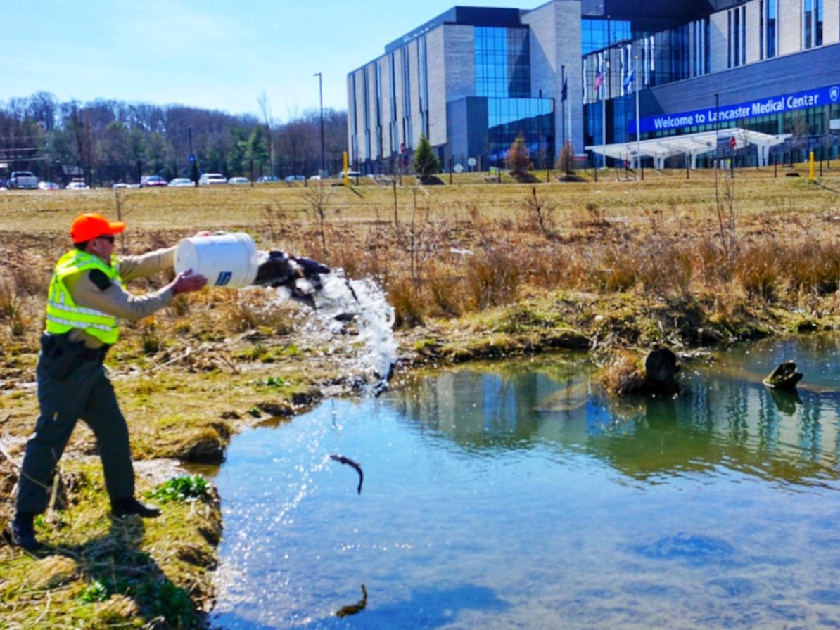 A man in a yellow vest pours trout into a run in preparation for trout fishing season.