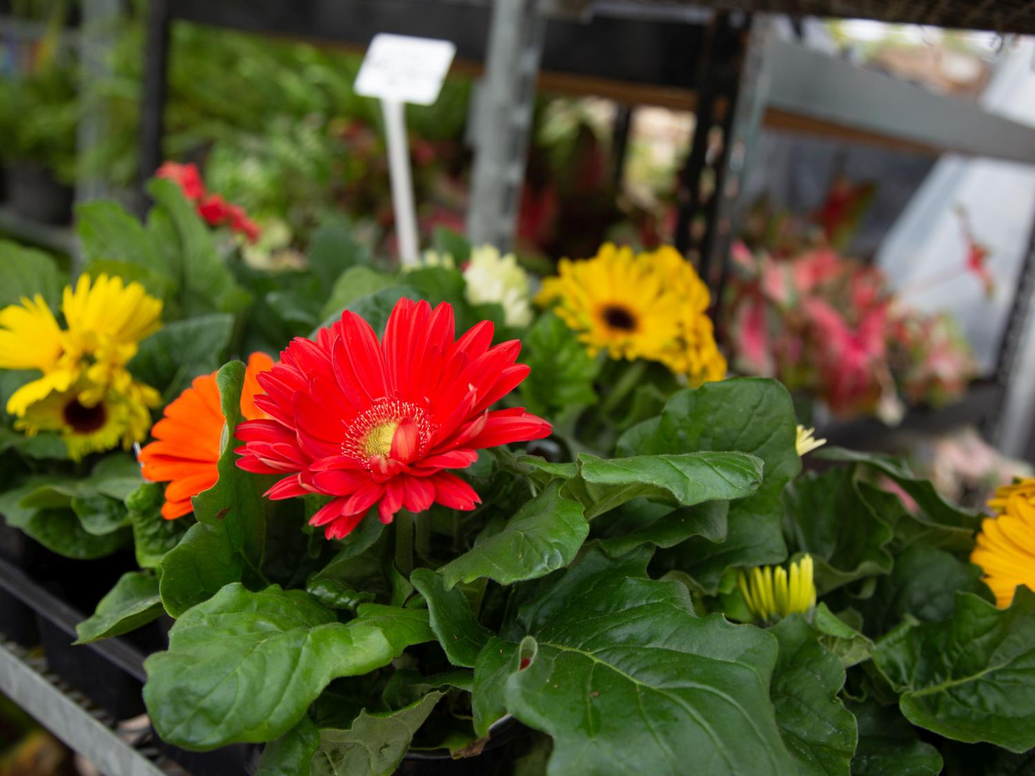 garden-center-plants-michael-houtz