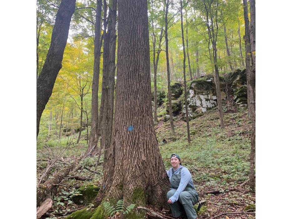 Research technician Maureen Beeman sits next to a mature white ash in Sullivan County, PA 
