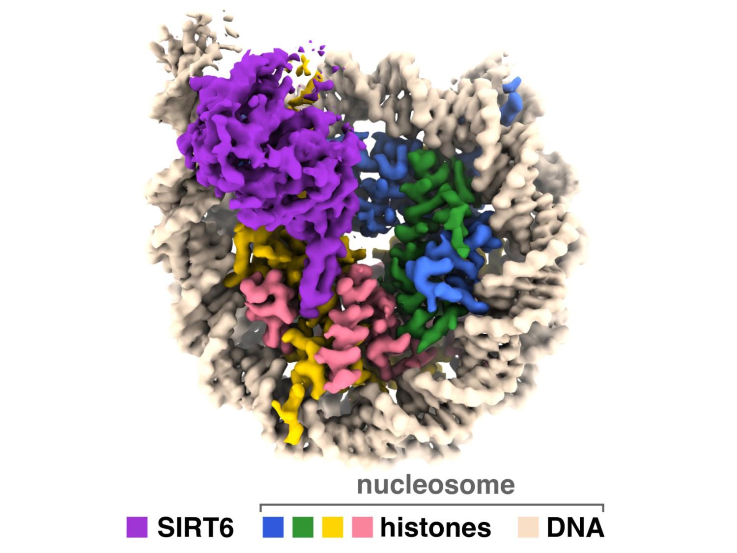 cryo-EM image of the SIRT6 enzyme in complex with the nucleosome