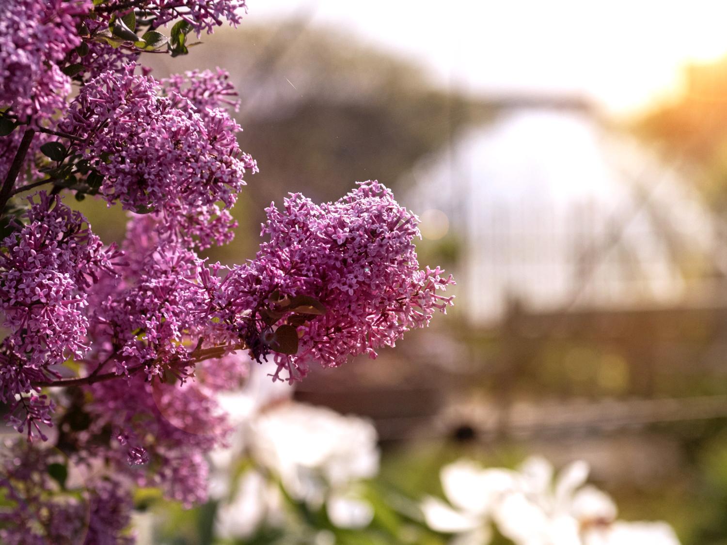 lilac bush morning sun Arboretum