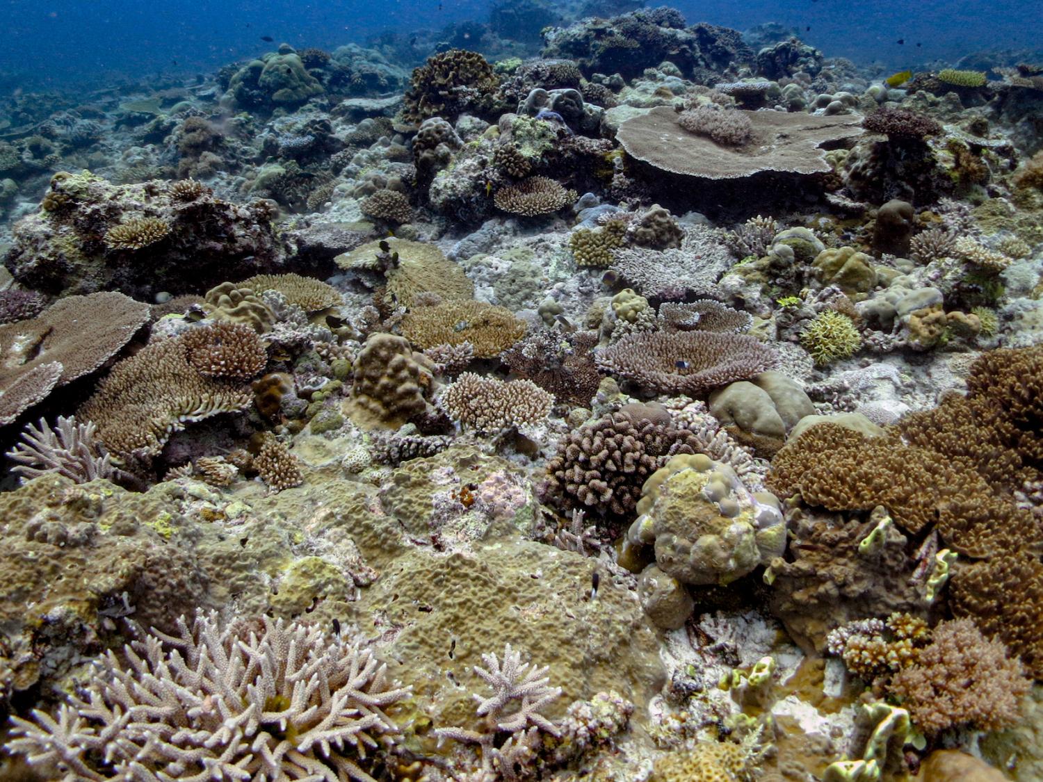 Coral reef