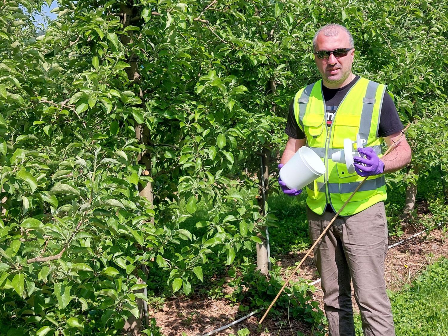 Borlaug Fellow Nikoloz Meskhi assembles codling moth monitoring trap