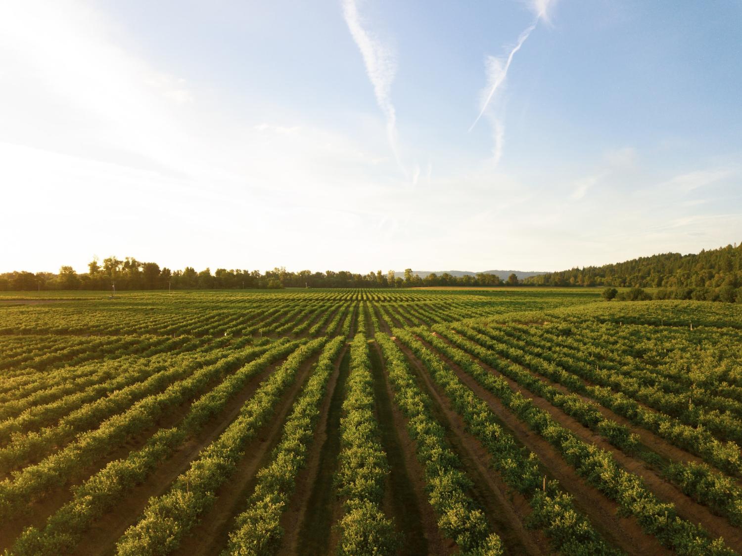 Rows of short crops growing in a field