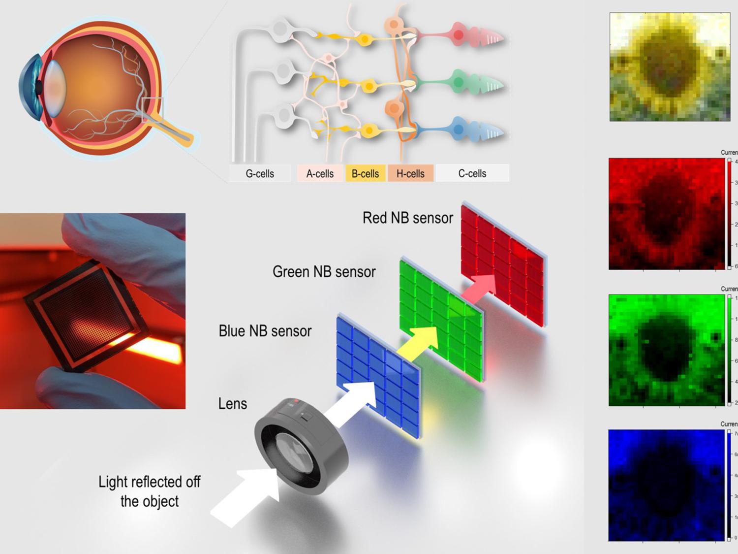 Bio-inspired device captures images by mimicking human eye | Penn State  University