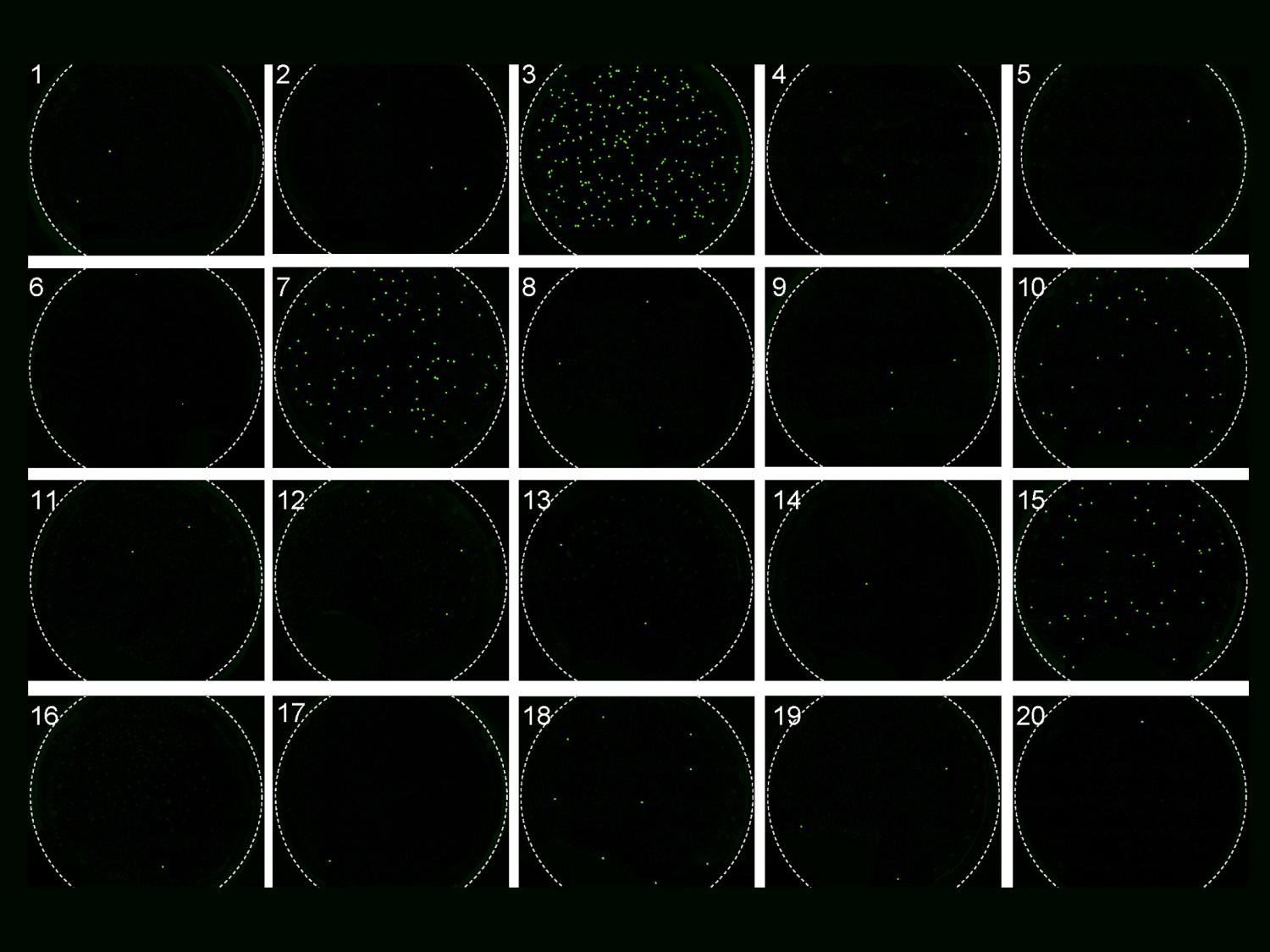 A grid of black circles with some displaying green dots.