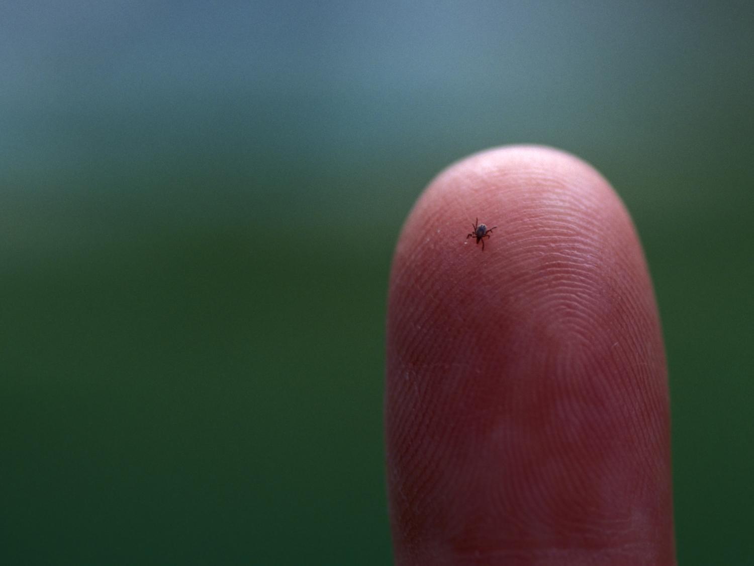 A tiny blacklegged tick of the kind that transports Lyme Disease from animals to humans sits on a fingertip.