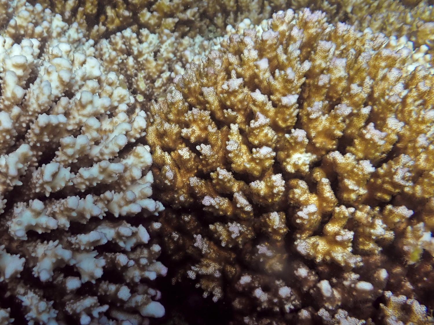 代謝の代償を払わずに気候変動を生き延びるサンゴもいるかもしれない(Some corals may survive climate change without paying a metabolic price)