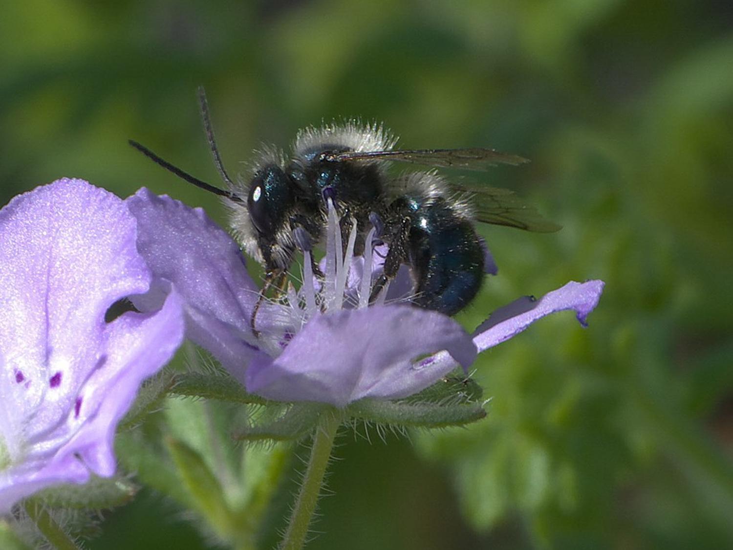 A bee feeding on a flower