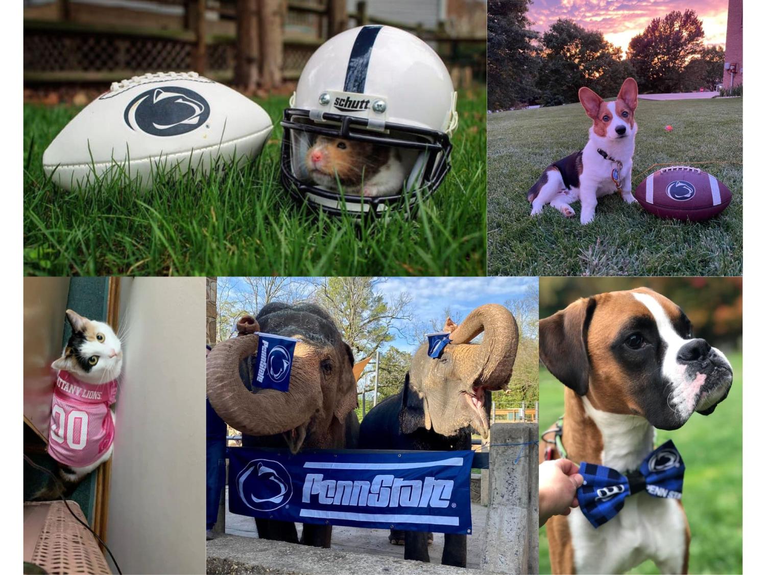 A collage of photos featuring pets dressed in Penn State attire, including a hamster, two dogs, two elephants and a cat