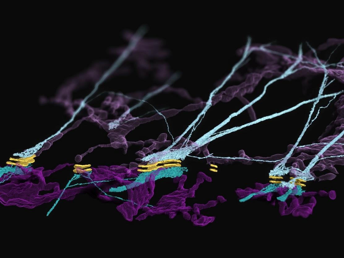 Focused ion beam scanning electron microscopy reveals a previously unknown complex formed at cell-to-cell junctions consisting of desmosomes, keratin filaments and endoplasmic reticulum.