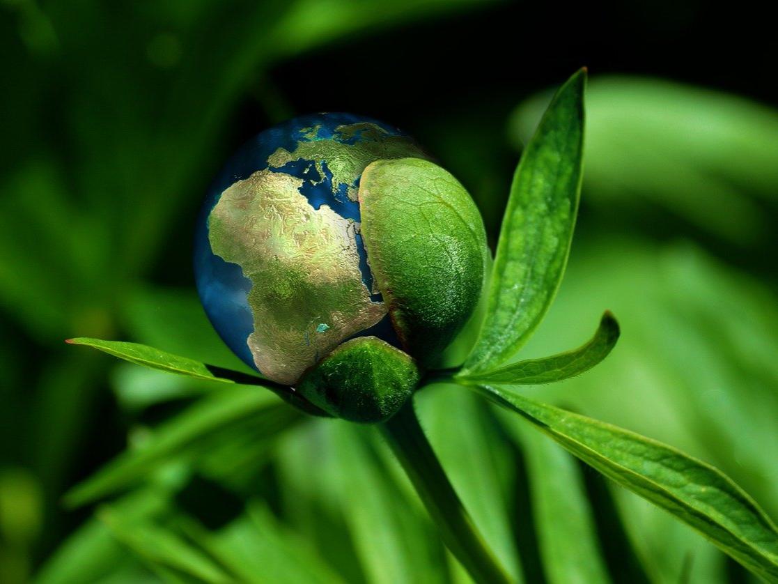 A close-up image of a plant