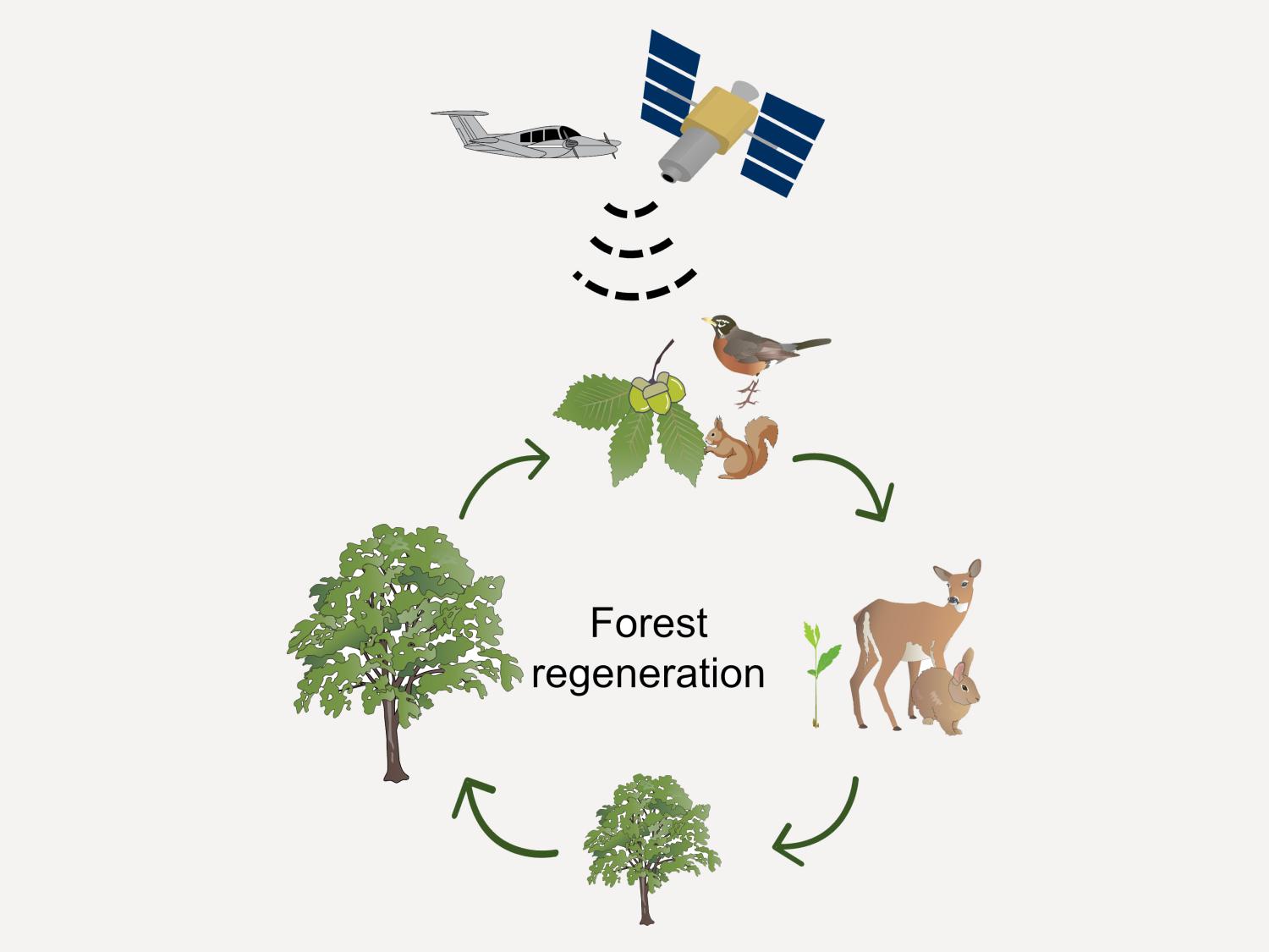 graphic depicting the cycle of forest regeneration