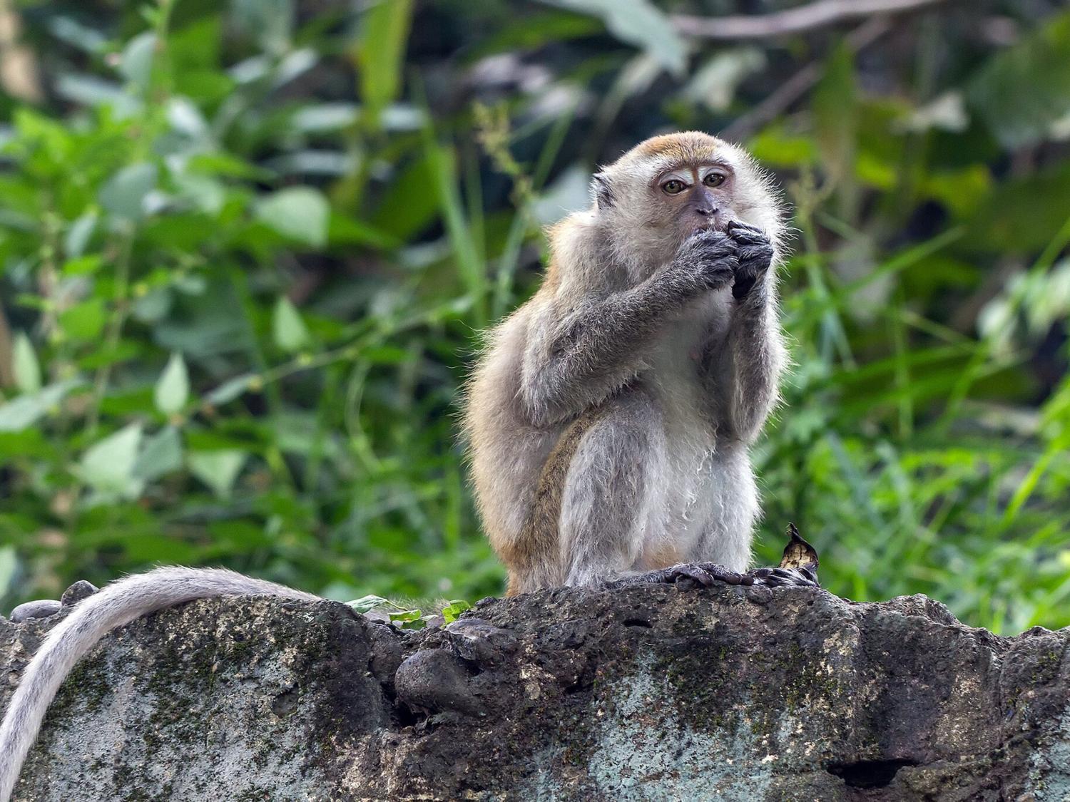 Crab-eating monkey one of Florida's greatest threats to ecosystems