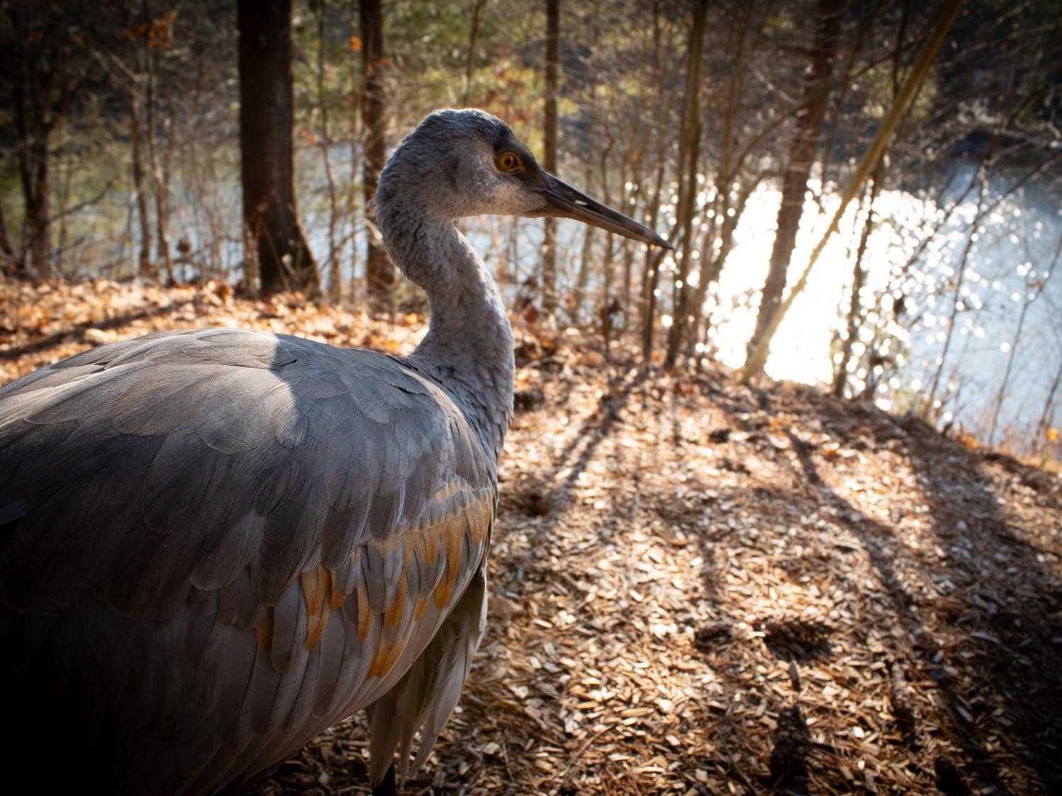 Sandhill crane looks out over lake at Shaver's Creek
