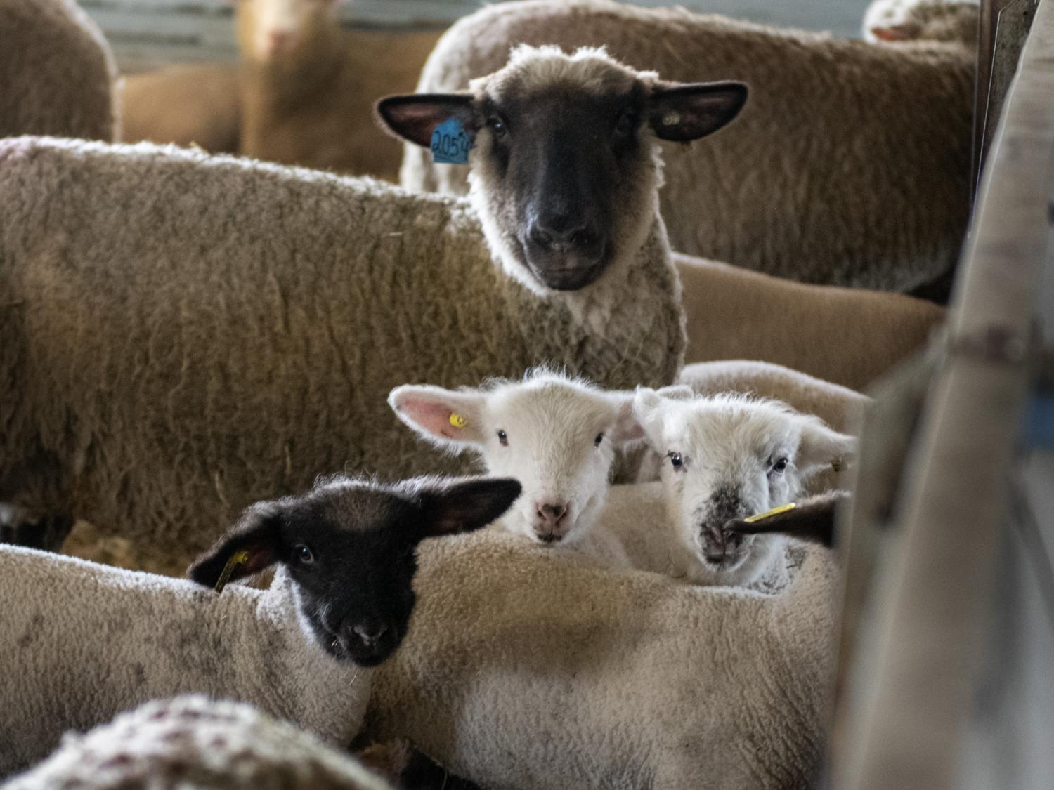 lambing season at Penn State