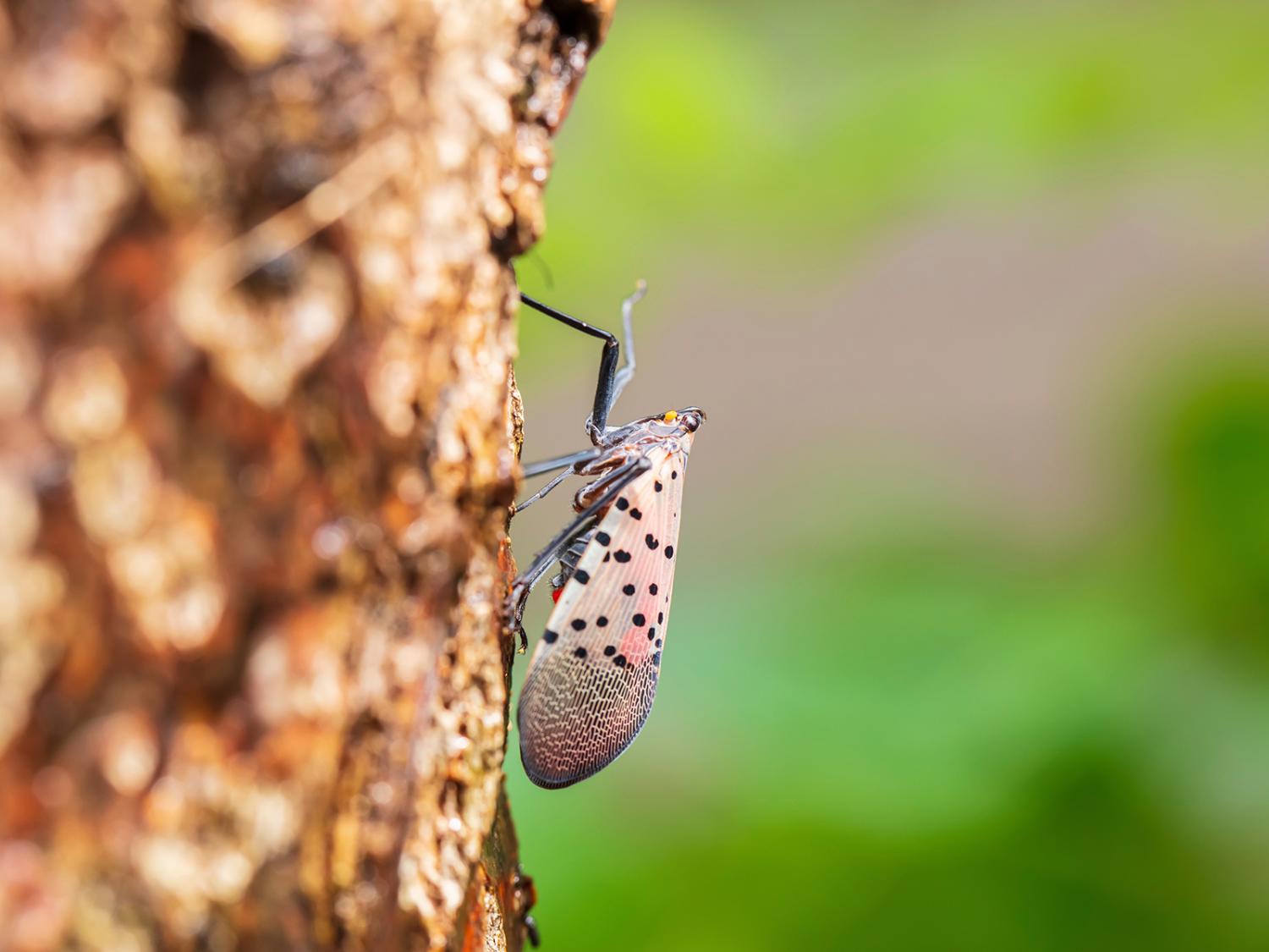 A spotted lanterfly on the side of a tree