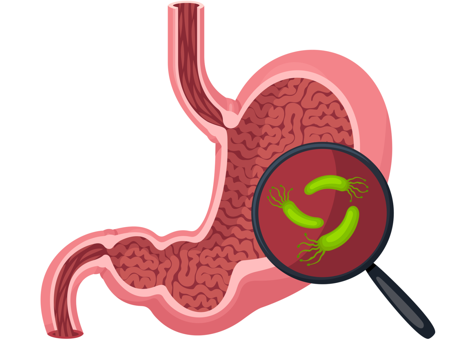 Illustration of a stomach. A magnifying glass is placed over a portion of it, revealing microorganisms.