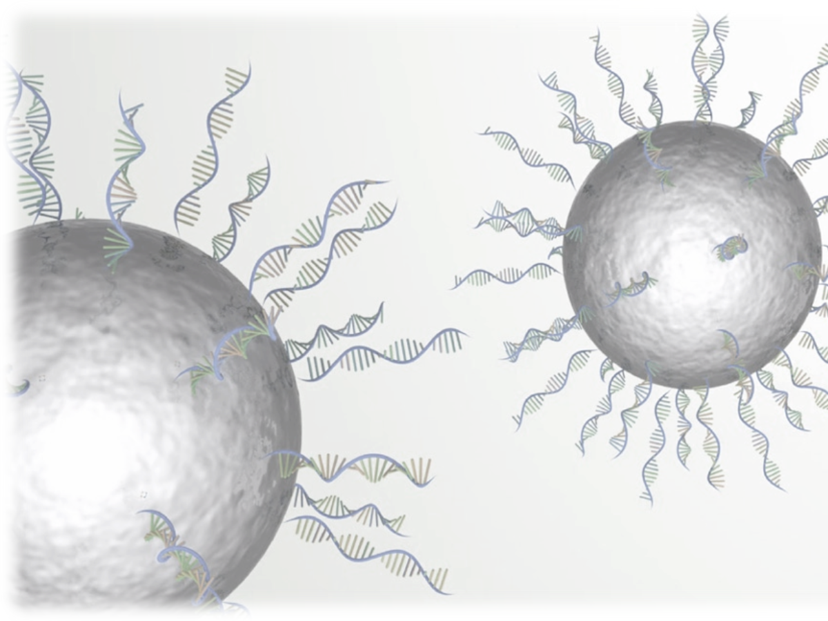 Animated image of cells