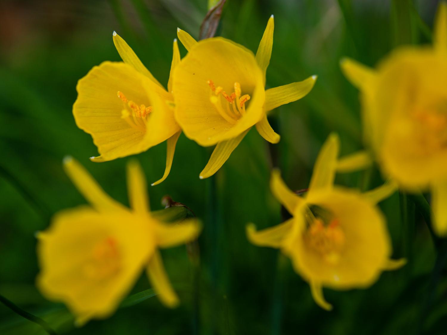 Spring Flowers at Penn State University Park