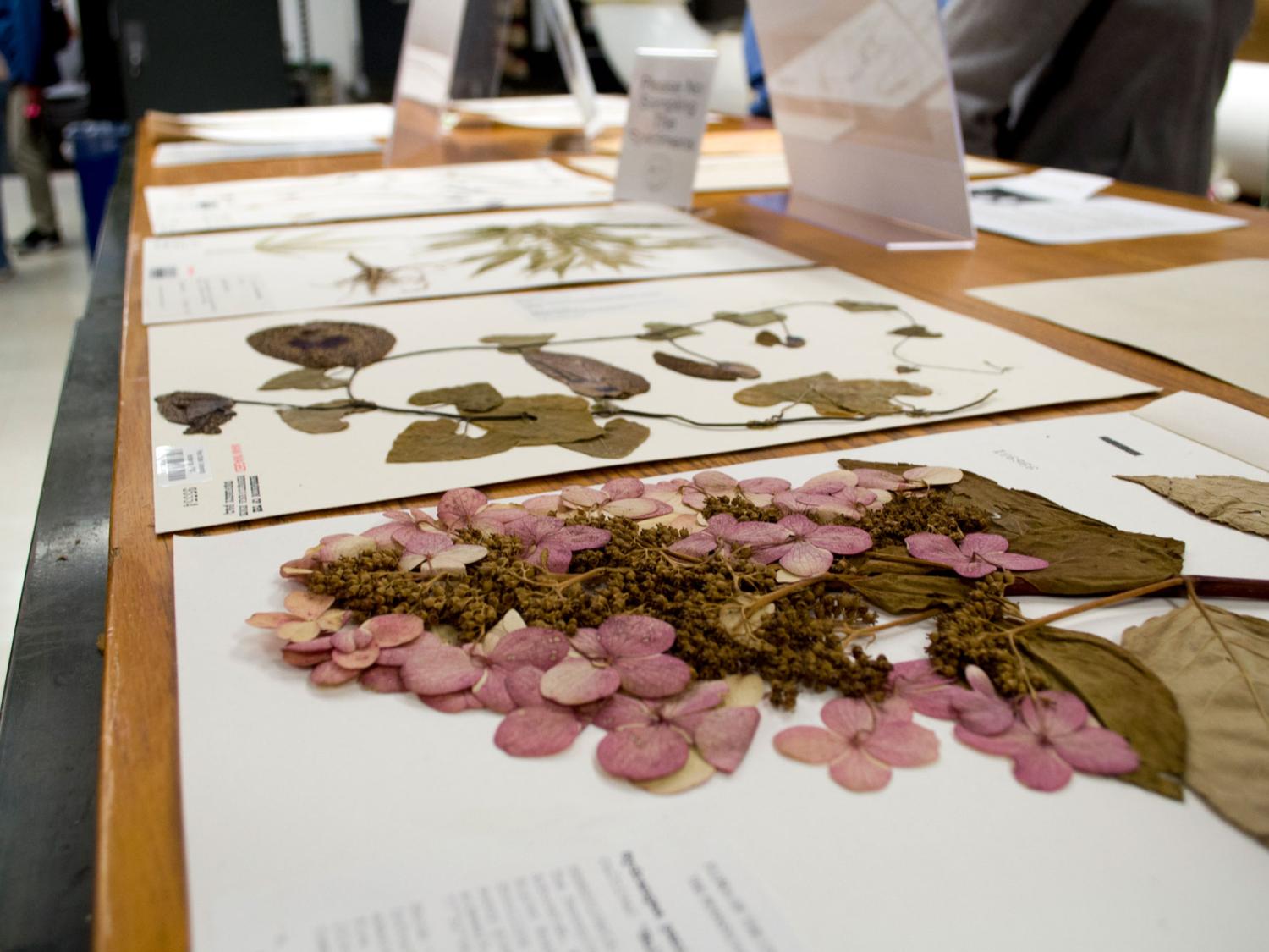 Pressed and dried flowers, glued down to archival paper, spread across a table.