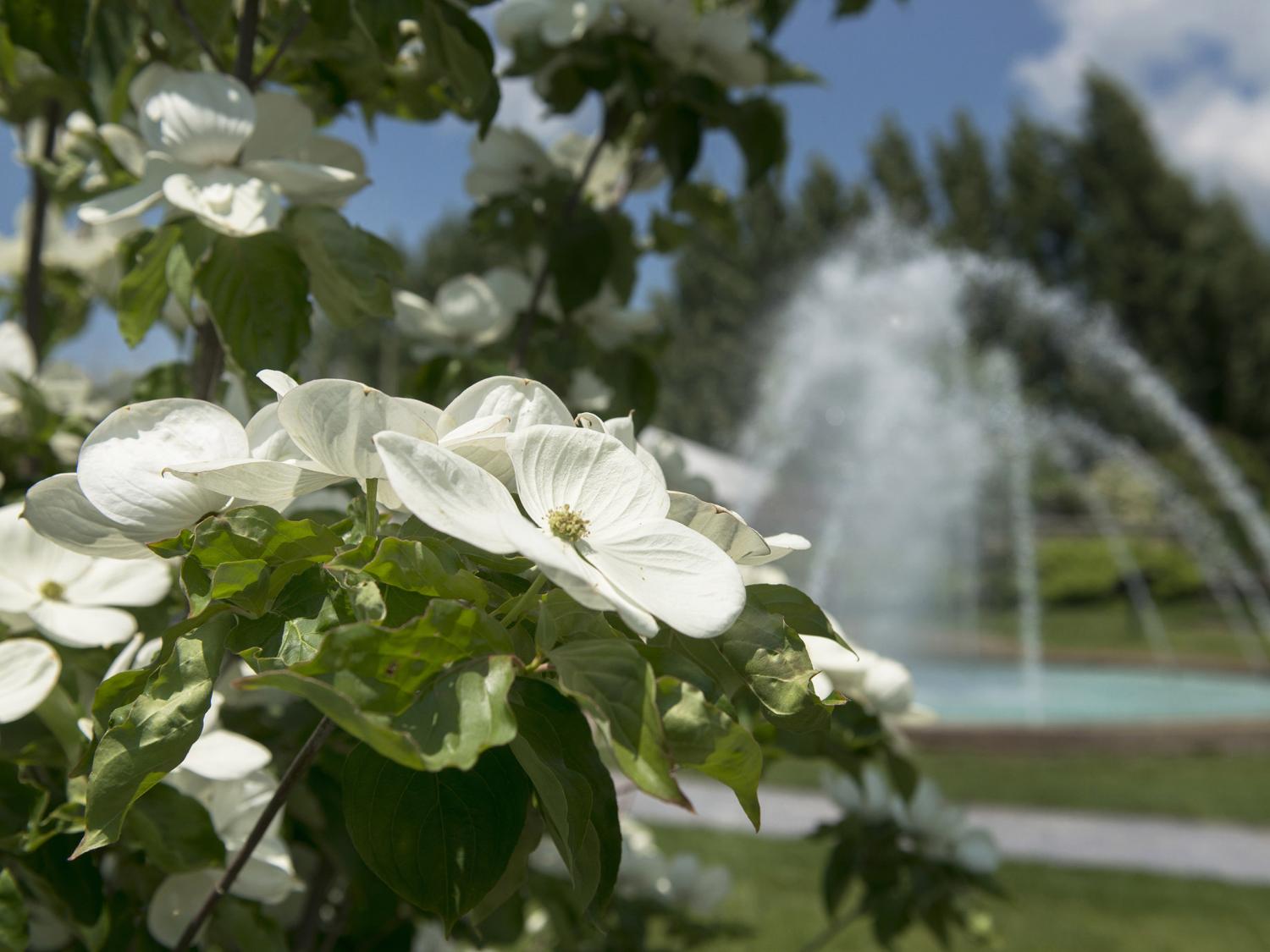 White spring flowers in the foreground with a fountain in the background.