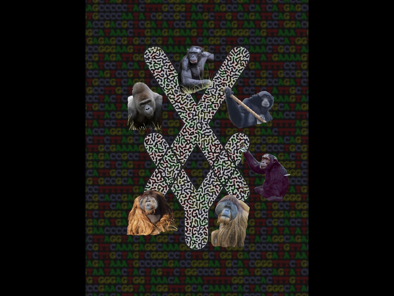 X and Y letters made of DNA alphabet surrounded by images of apes
