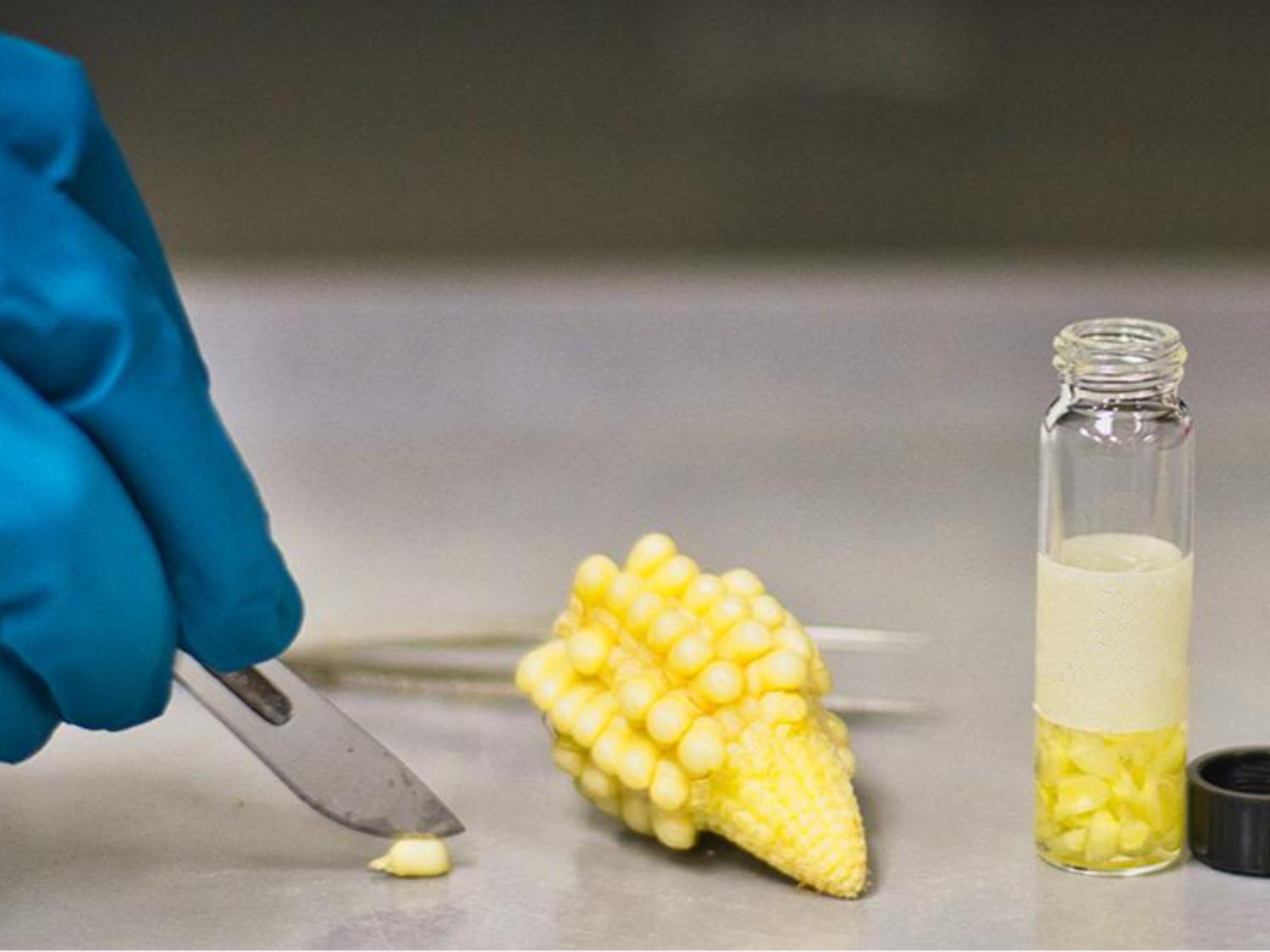 NSF grant to fund research on genetics and physiology of corn kernel ...