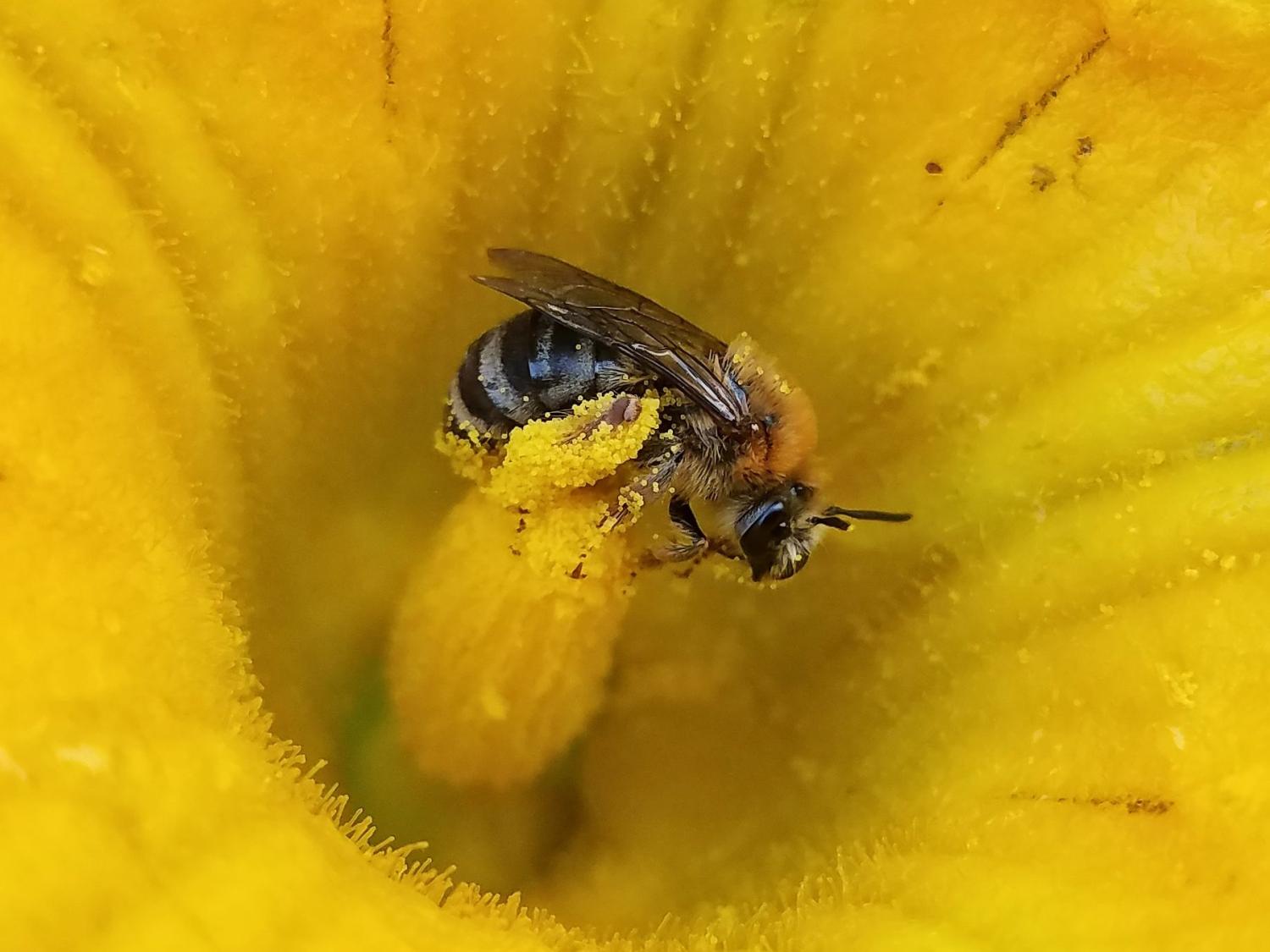Squash bee female collects pollen on a squash blossom