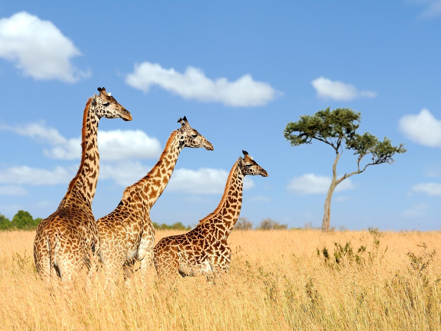 Three giraffes in a field