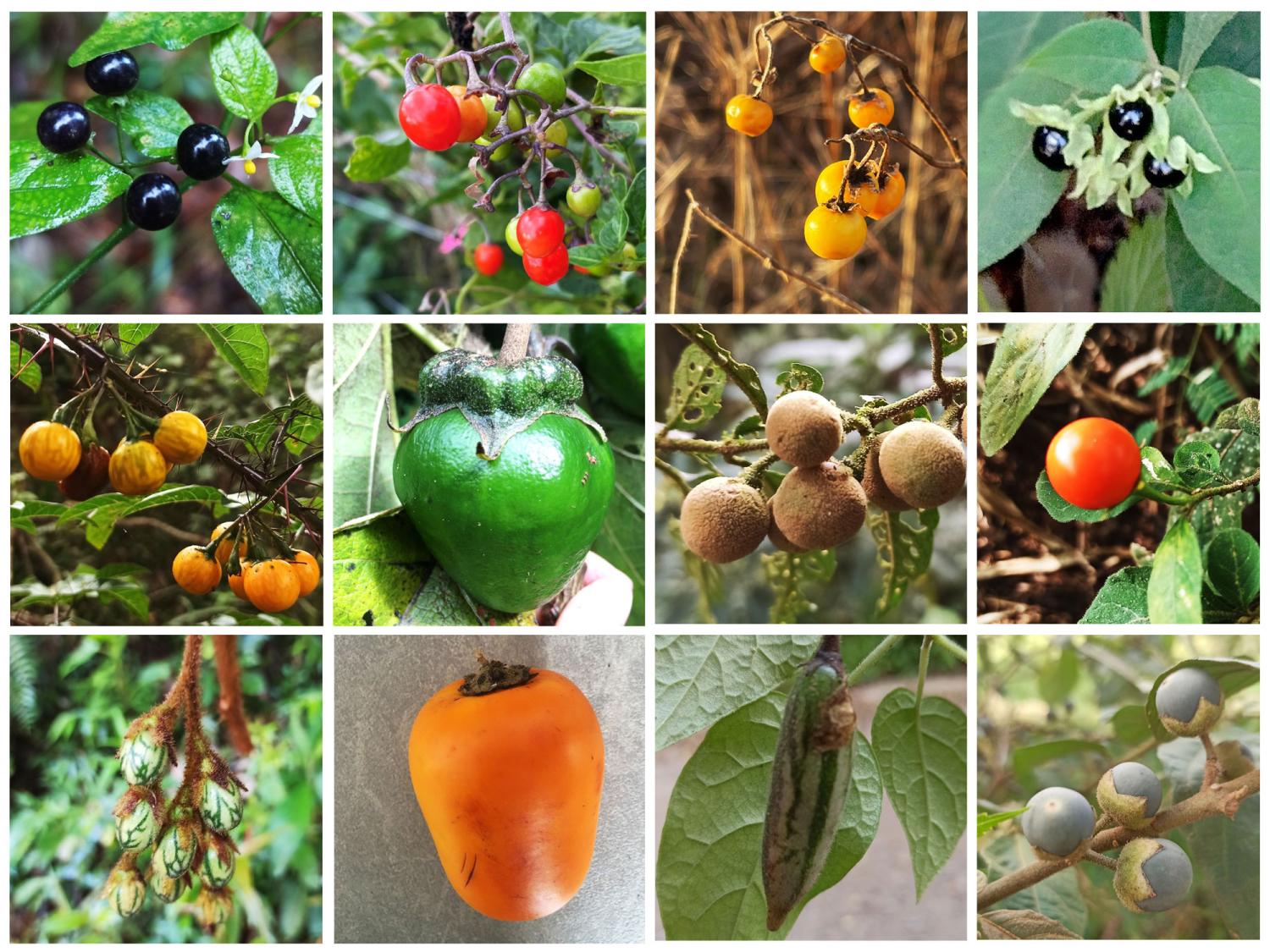 collage of many fruits and berries in solanum group