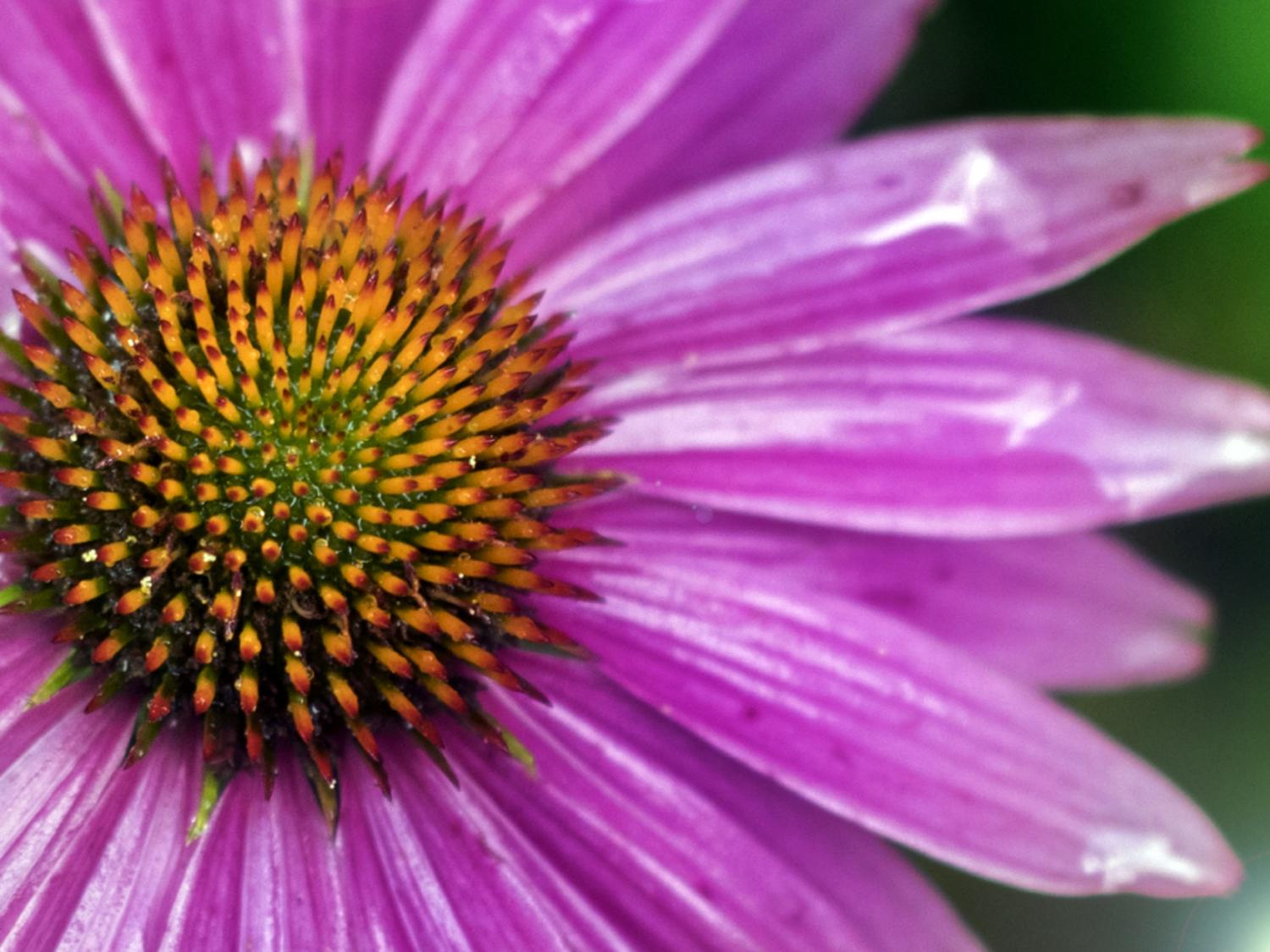 A close up shot of a purple flower
