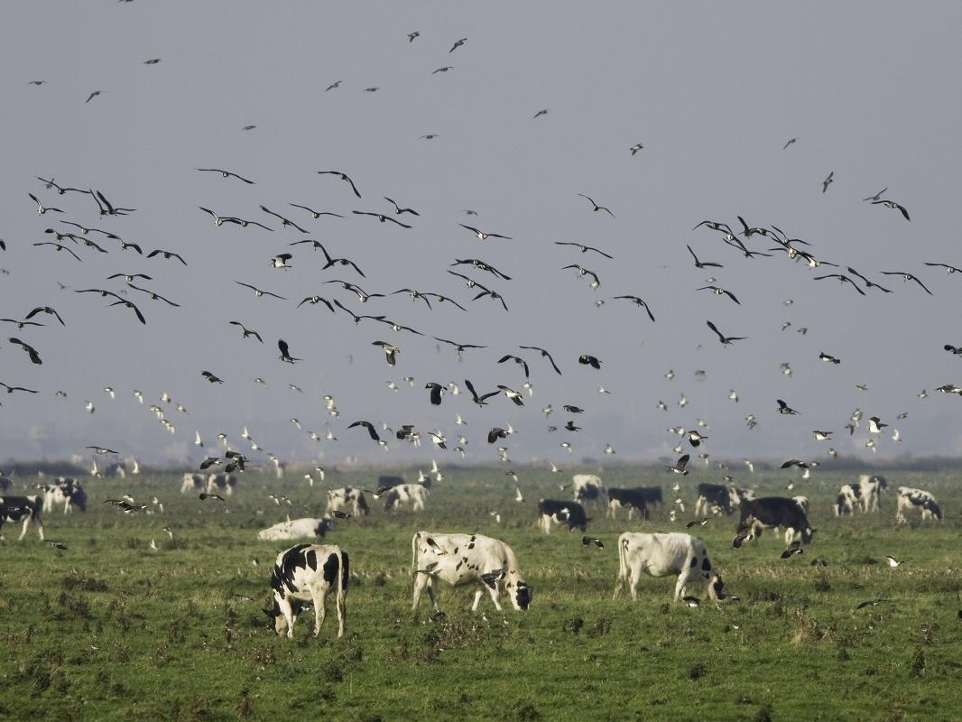 A flock of birds swoops over a herd of cattle.