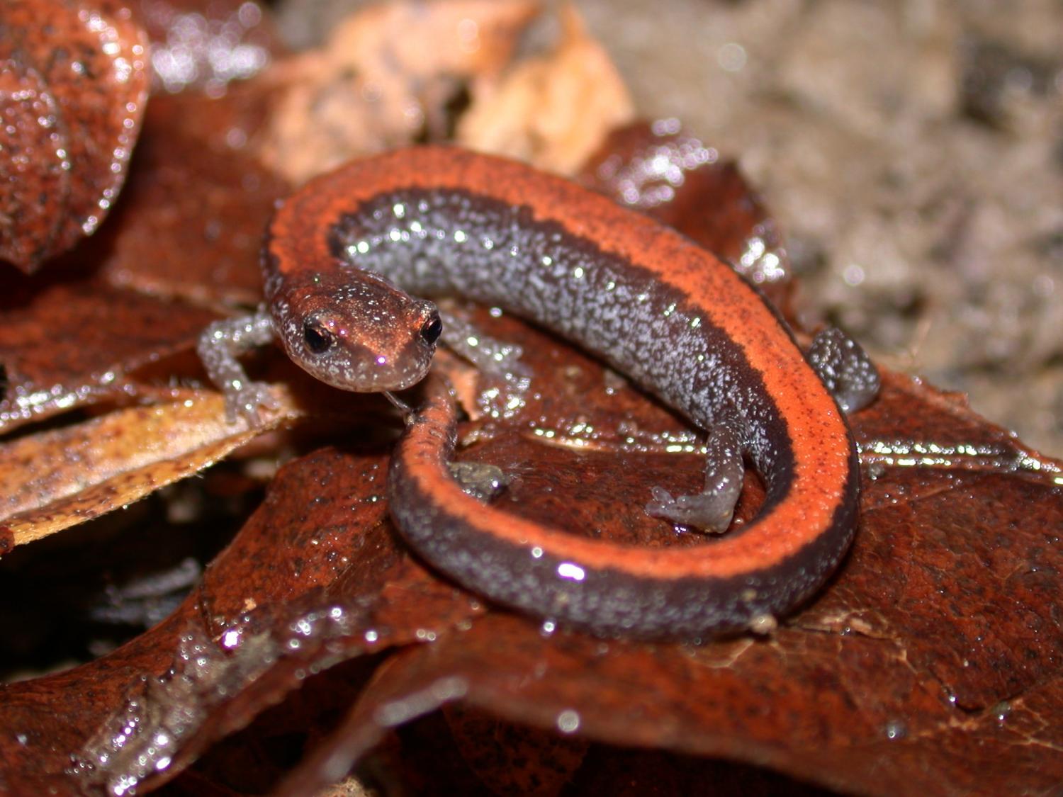 A salamander on a leaf