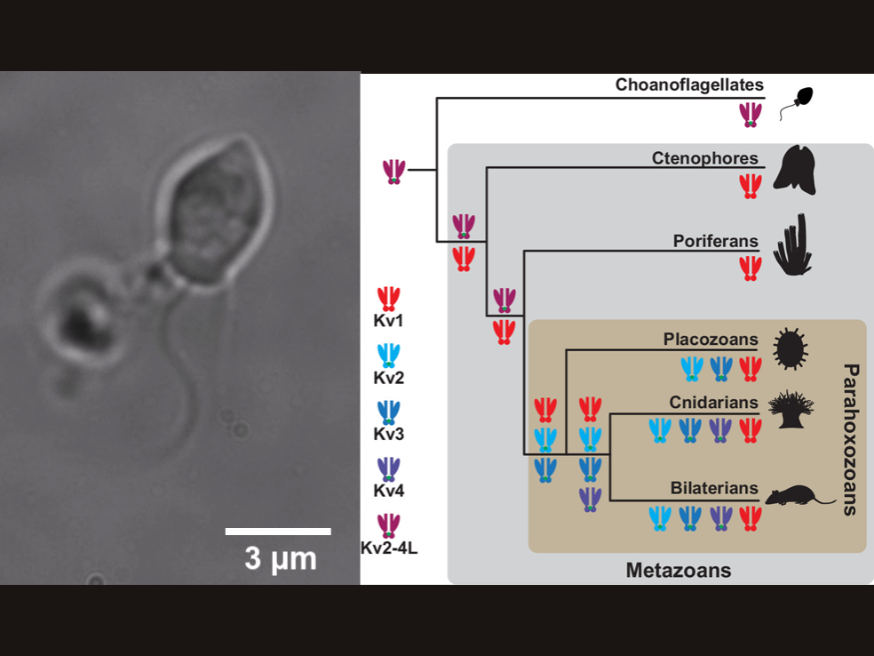 image of Choanoflagellate under microscope and updated evolutionary tree of ion channels