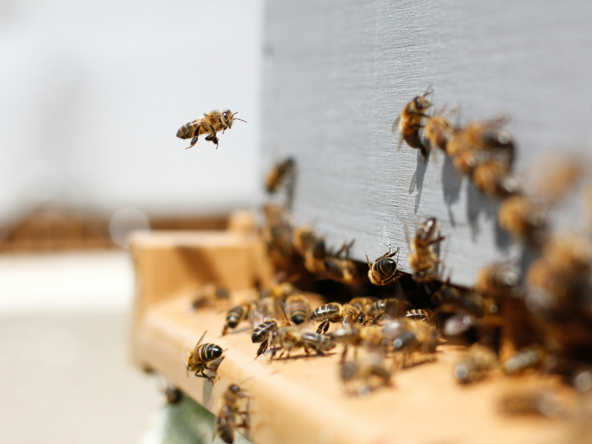 Bees hovering near the opening of a bee hive