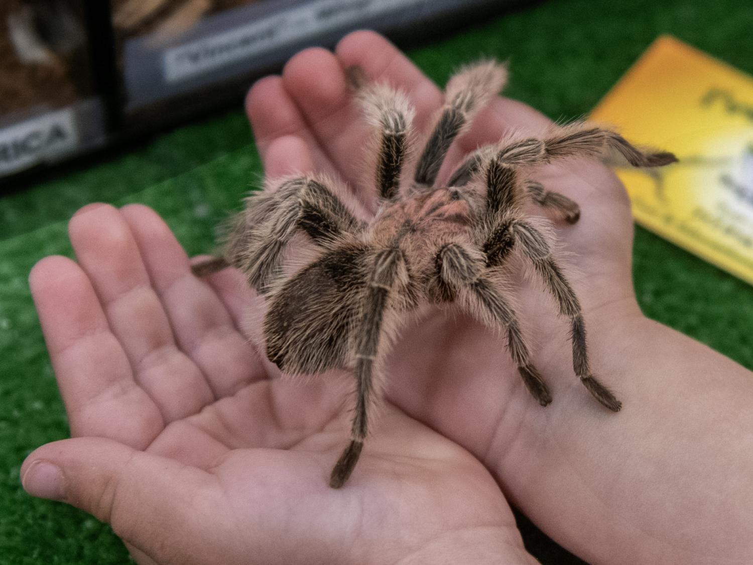 rosehair tarantula at insect fair