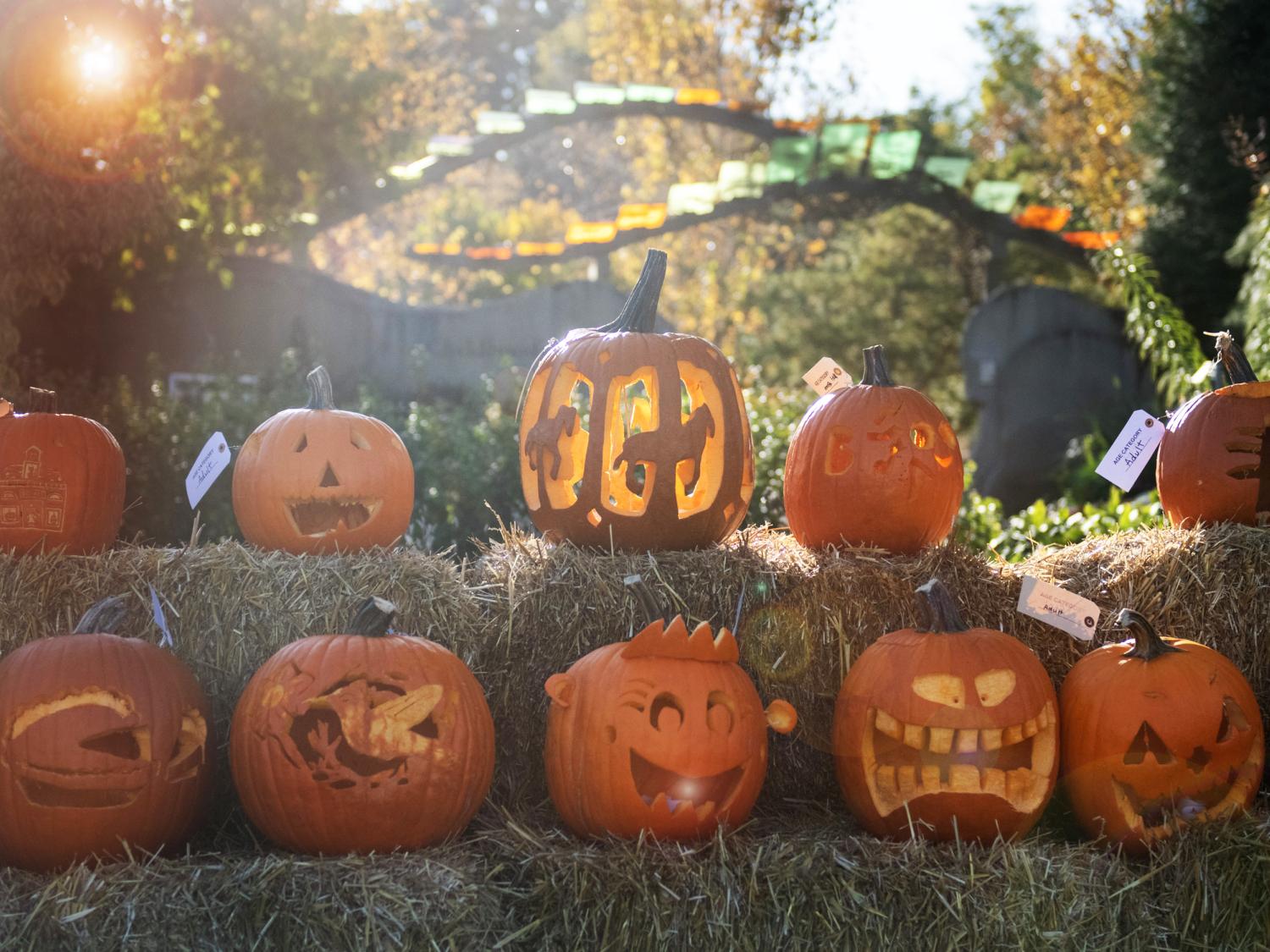 jack o lantern contest arboretum