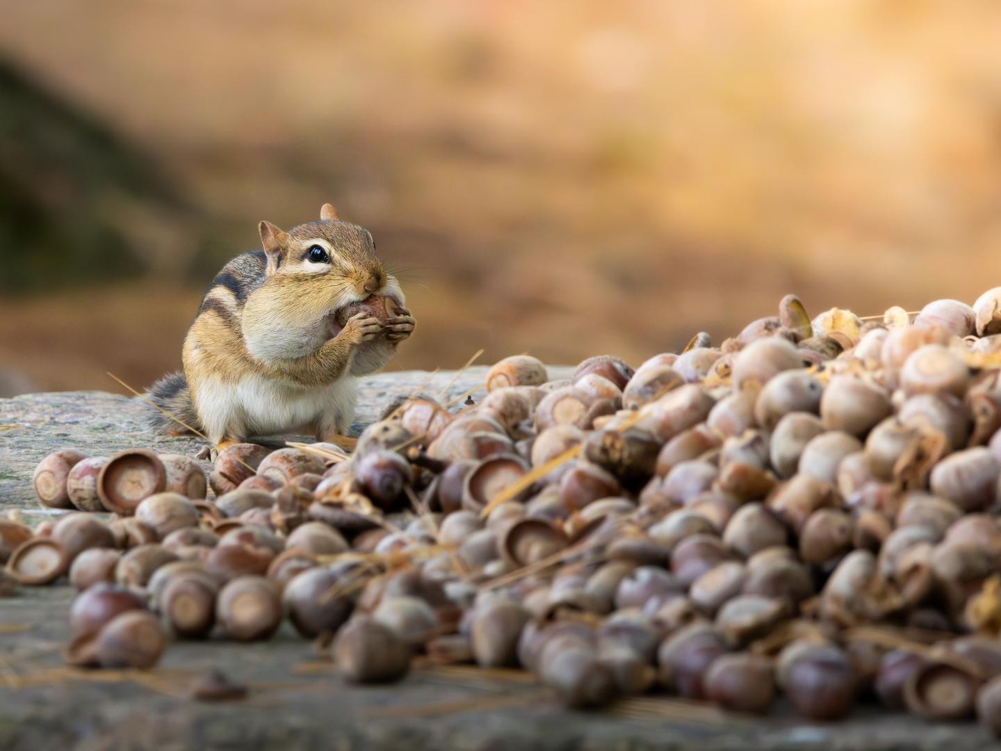 A chipmunk with filled cheeks eats an acorn from a large pile